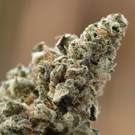 Crystal Feminized Marijuana Seeds