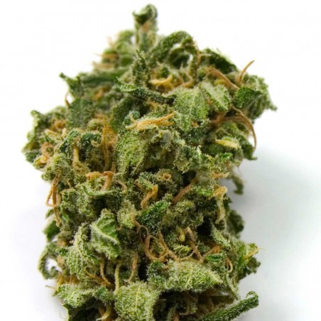 Top 44 Gefeminiseerde Cannabis Zaden