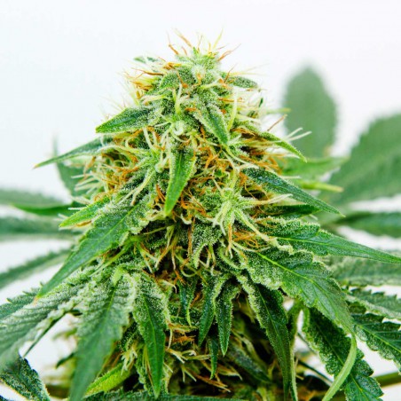 Northern Light x Shiva Feminized Marijuana Seeds