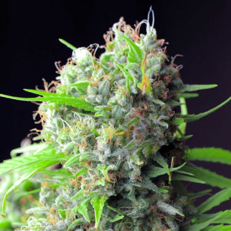 White Rhino Feminized Marijuana Seeds