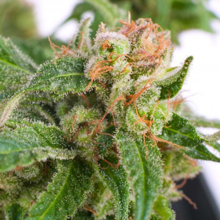 Highway Delight Feminized Marijuana Seeds