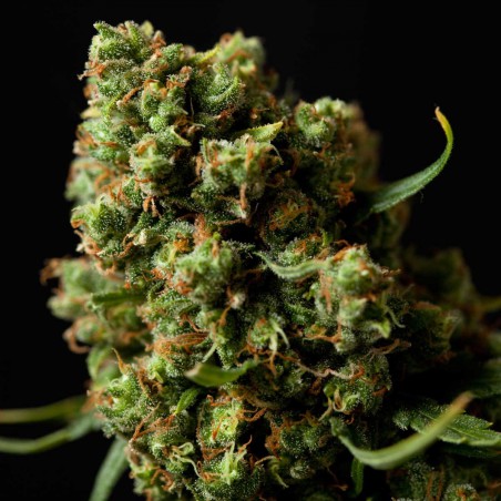 Four Way Specials Graines de Cannabis Féminisée